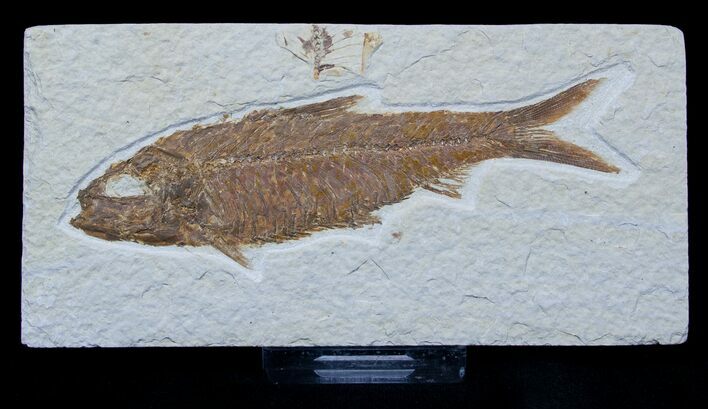 Dark Colored Knightia Fossil Fish #1578